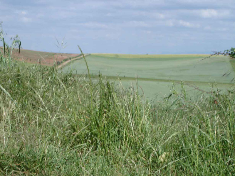 08Logrono-St.Domingo11