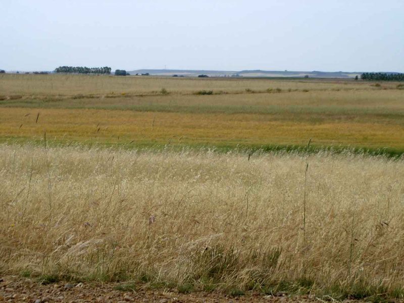 16Carrion-Terradillo2