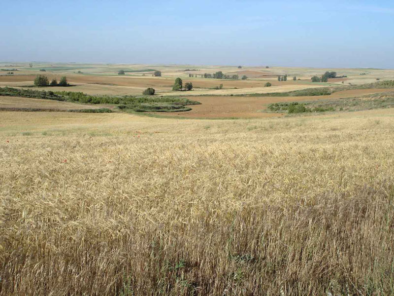 17Teradillo-Sahagun12